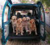 Cani+Kangoo.jpg (286164 byte)