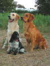TRIO.jpg (91247 byte)