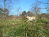 PICT0297.JPG (307078 byte)