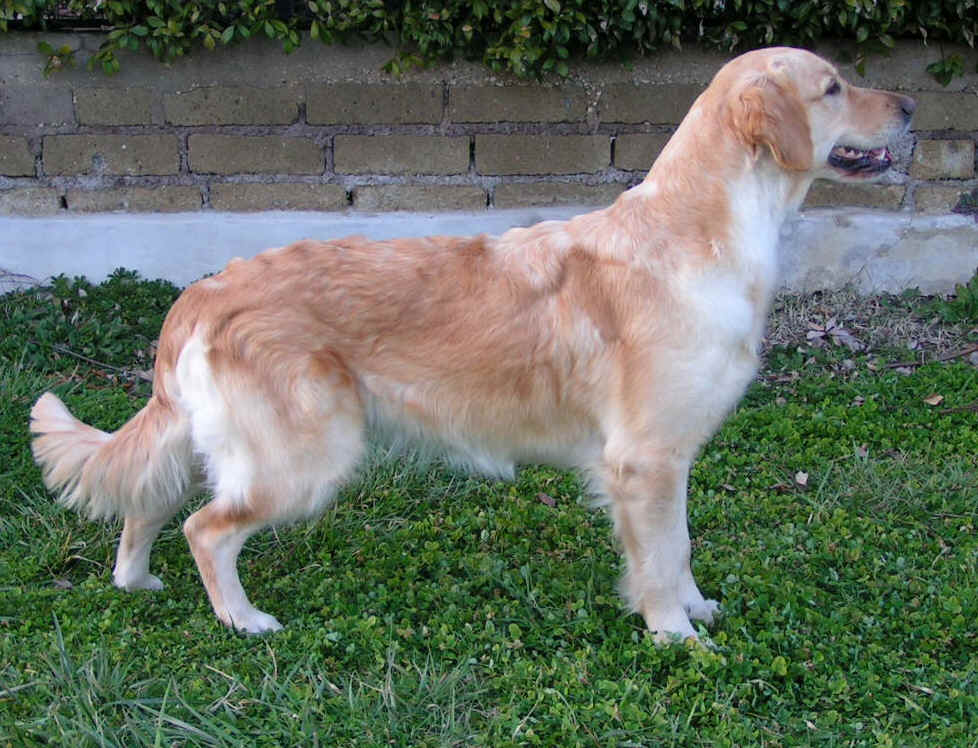 Bibi in stand