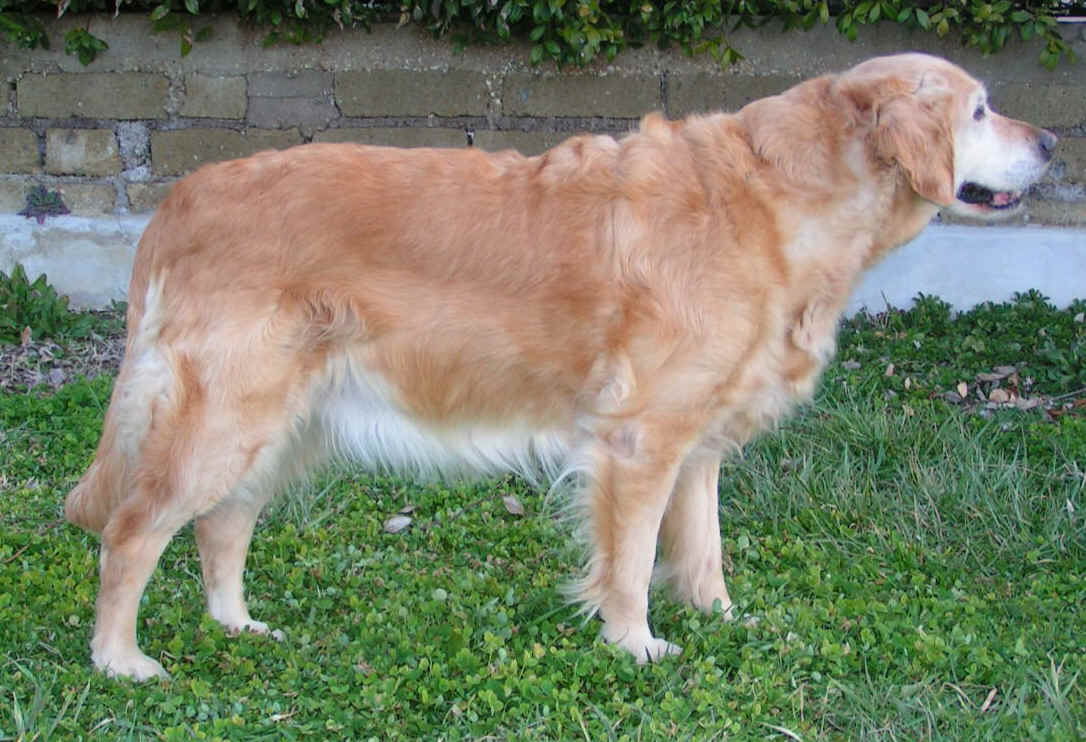 Blondy in stand