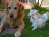 PICT0020.JPG (319226 byte)
