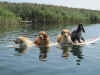 cani & surf 7a_ago09.jpg (204643 byte)