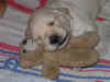 cucc.JPG (330602 byte)
