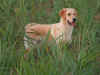 evy1.jpg (331211 byte)