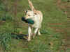 evy2.jpg (155894 byte)