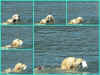 mosaico jazz & dolly 1.jpg (260310 byte)