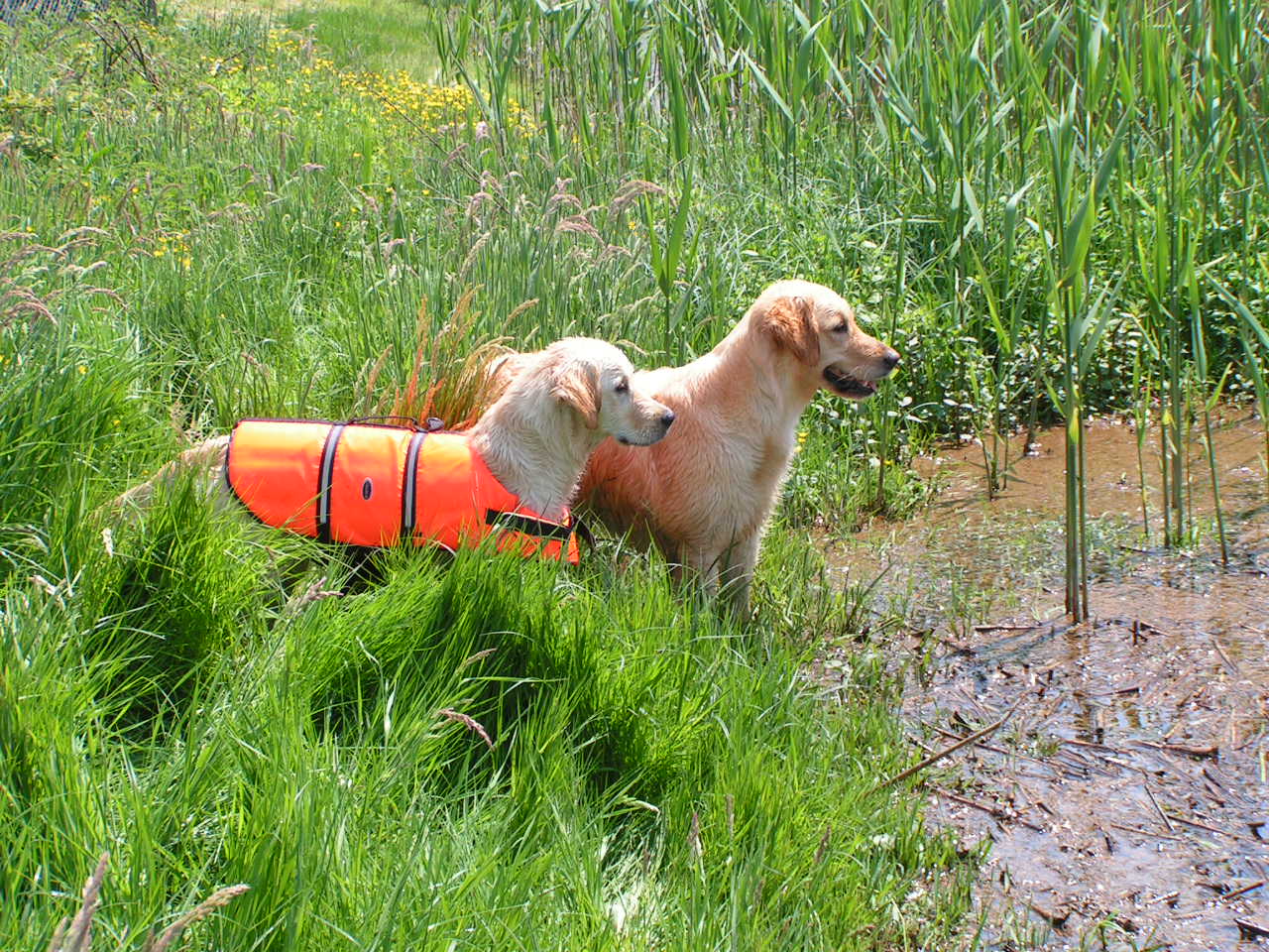 Nina e Bibi nel canneto