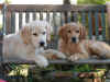 trudy_rolly2.jpg (111211 byte)