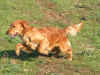 trudyscatto.JPG (120406 byte)